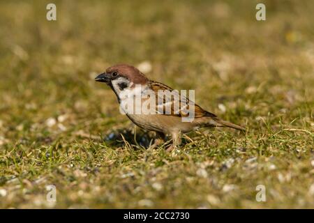 Germany, Hesse, Sparrow perching on grass Stock Photo
