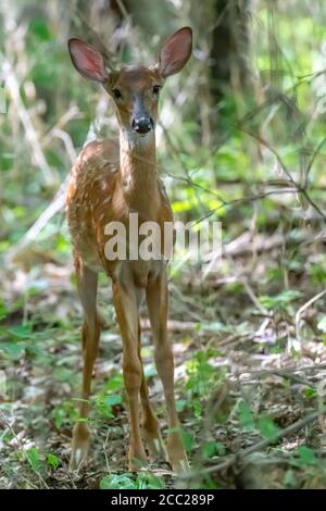 A white tailed deer (Odocoileus virginianus) fawn standing in a forest in Michigan, USA. Stock Photo