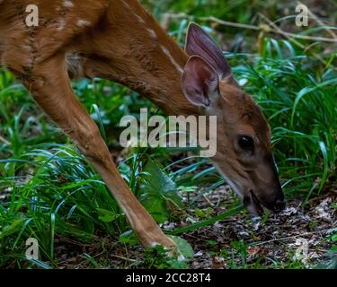 Close-up of a white tailed deer (Odocoileus virginianus) fawn feeding  in a forest in Michigan, USA. Stock Photo