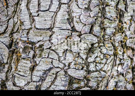 Close-up on bark texture of a walnut tree Stock Photo