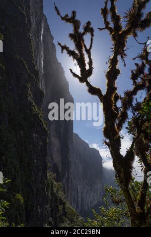 Tree Roraima Venezuela Stock Photo - Alamy