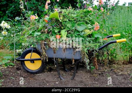 full wheelbarrow in english garden, norfolk, england Stock Photo