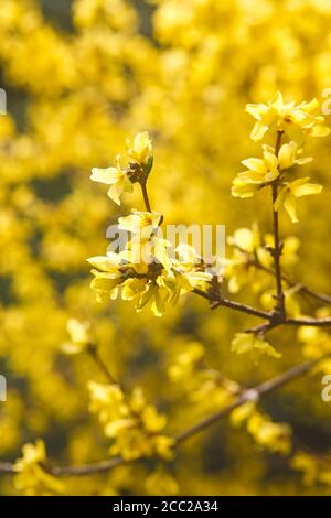 Germany, Forsythia suspensa, close up Stock Photo