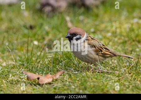 Germany, Hesse, Tree sparrow perching on grass Stock Photo