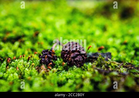 Shallow focus shot of pine cones on grass Stock Photo