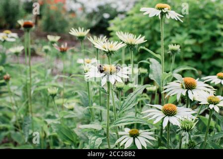 two bees on a giant daisy in a green garden in summer Stock Photo