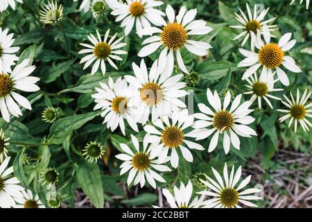 over head view of giant daisies in a green garden in summer Stock Photo