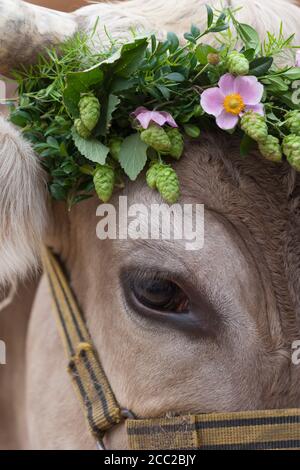 Germany Eye Of Cow Close Up Stock Photo Alamy