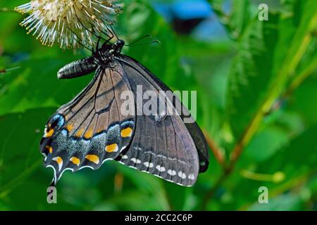 This Black Swallowtail Butterfly hangs upside down to get the job done Stock Photo