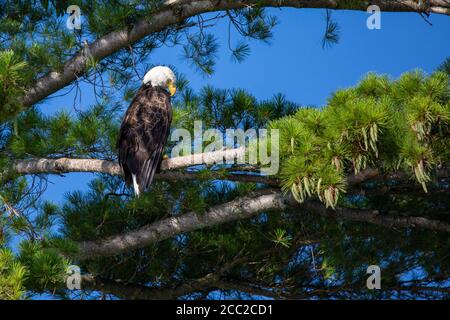 Bald Eagle (Haliaeetus leucocephalus) perching on branch looking for fish on the Rainbow Flowage in Northern Wisconsin, horizontal Stock Photo
