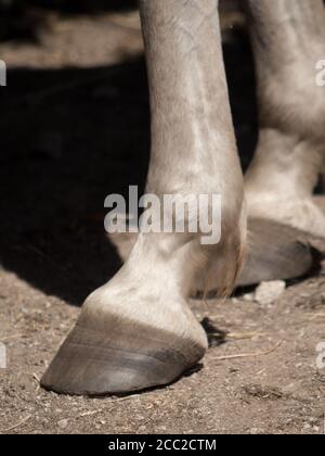 Close-up of horse hooves and hind legs of a brown domestic horse (Equus ...