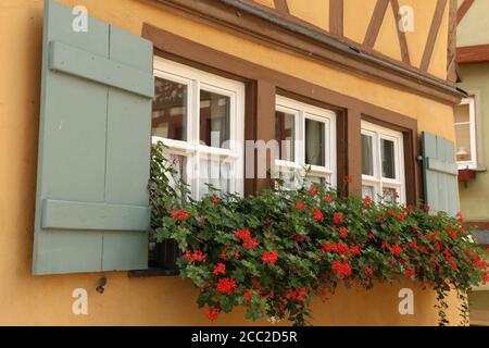Beautiful red geranium blooms on shuttered windows Stock Photo