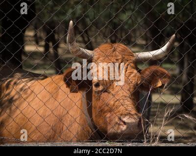 Limousin cattle behind a fence. Stock Photo