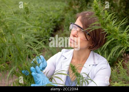 Close-up of cannabis in hands. Research on hemp wearing rubber gloves. Stock Photo