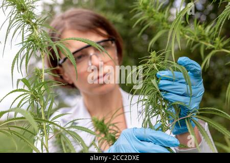 Close-up of cannabis in hands. Research on hemp wearing rubber gloves. Stock Photo