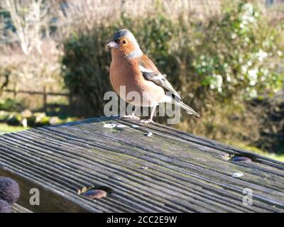 Single male Chaffinch, standing on a wooden table. Stock Photo