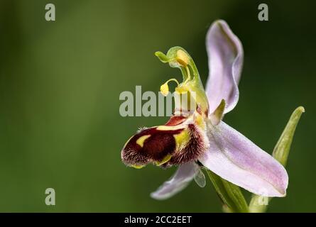 The bee orchid (Ophrys apifera) is a late-flowering species from the genus of the orchid (Ophrys) Stock Photo