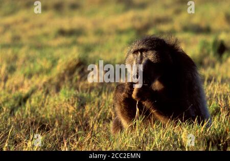 A large male Chacma Baboon foraging in the grass Stock Photo