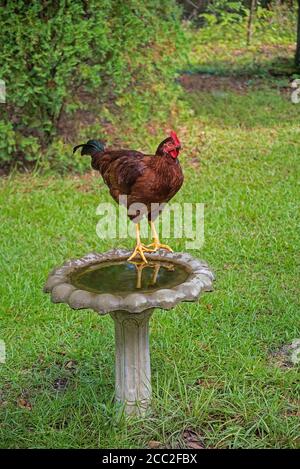 Pet Rhode Island Red rooster standing on top of a bird bath in North Florida. Stock Photo