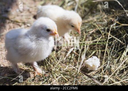 Twin or pair of small chickens on natural background, both chickens, newborn chickens for conceptual design and decorative works. Stock Photo