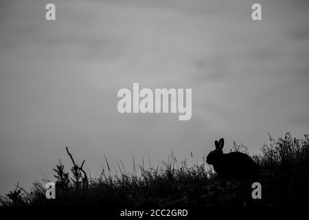 Black and white side view of wild rabbit in silhouette on UK hillside at dusk. Grey empty sky, useful copy space for book cover/poster. Stock Photo