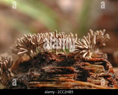 This is a Slime Mold, found on decaying wood in North Central Florida. Stemonitis fusca. Stock Photo