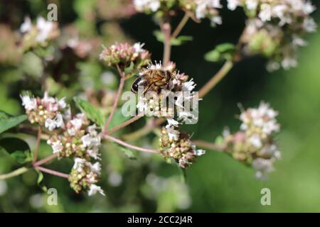Bee collects pollen from oregano flowers in Germany Stock Photo