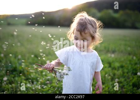 Small toddler girl standing on meadow outdoors in summer. Copy space. Stock Photo