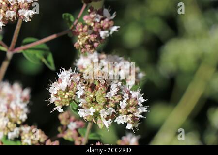 Bee collects pollen from oregano flowers in Germany Stock Photo