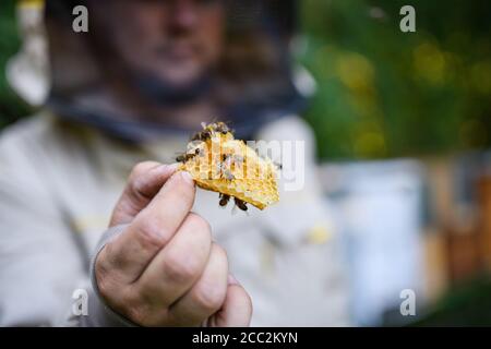 Man beekeeper holding honeycomb with bees in apiary. Stock Photo