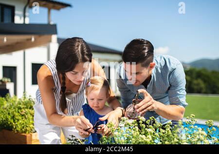 Young family with small daughter outdoors in backyard garden, spraying plants. Stock Photo