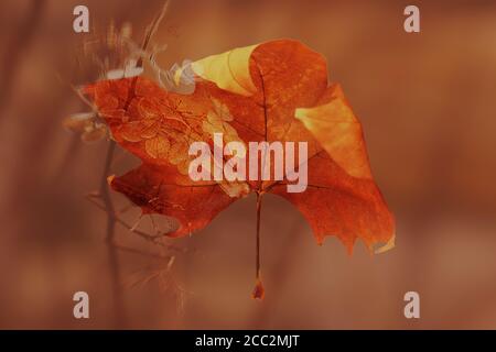 dry leaf on brown background II Stock Photo