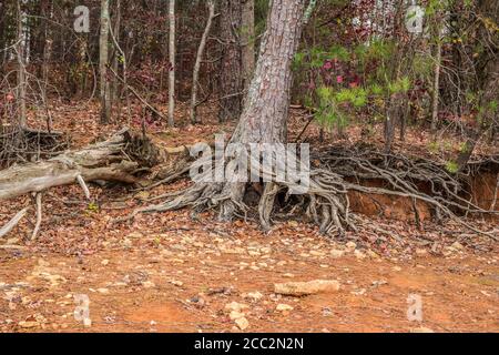 Erosion from a drought along the shoreline exposing tree roots with the trees hanging on the edge with some trees fallen on the rocky shore at the lak Stock Photo