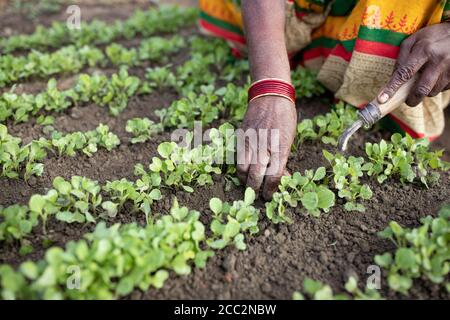 A woman smallholder farmer weeds her vegetable seedling bed on her small farm in the state of Bihar, India. Stock Photo