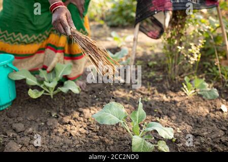 A female smallholder farmer sprinkles homemade organic pesticide made from cow urea on her green vegetable crop on her small farm in Bihar State, India. Stock Photo