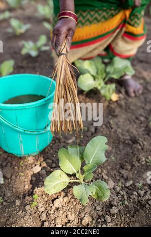 A female smallholder farmer sprinkles homemade organic pesticide made from cow urea on her green vegetable crop on her small farm in Bihar State, India. Stock Photo