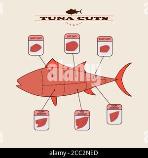 info graphic of the tuna cuts on light background Stock Vector