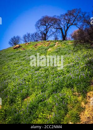 Hill in Malibu Creek State Park with burnt trees in the Santa Monica Mountains in spring 2019 Stock Photo