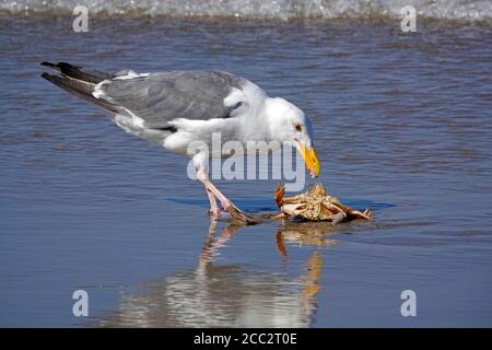A California seagull eating a Dungeness crab on a lonely beach on the Oregon Pacific Coast near the town of Yachats, Oregon. Stock Photo