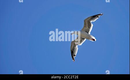 A California seagull soaring on the breeze ab ove a lonely beach on the Oregon Pacific Coast near the town of Yachats, Oregon. Stock Photo