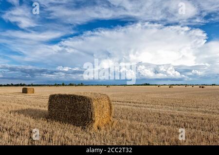 Willingham Cambridgeshire, UK. 17th Aug, 2020. The flat agricultural landscape of the Cambridgeshire Fens and big skies showcase spectacular storm clouds as thunderstorms and showers continue to affect the East Anglia weather today. Credit: Julian Eales/Alamy Live News Stock Photo
