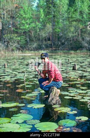 A photographer or man with a camera sitting on a half-submerged stump in the alligator and snake infested water of Lake Seminole in Florida. Stock Photo
