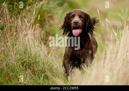Spaniel dog Stock Photo