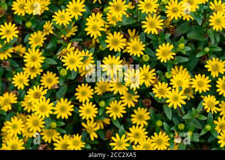 top view of yellow flowers background Stock Photo