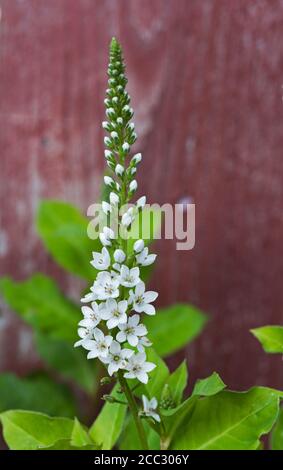 White flowers of the Lysimachia clethroides (Duby) plant growing in a Northumberland garden, UK. Stock Photo