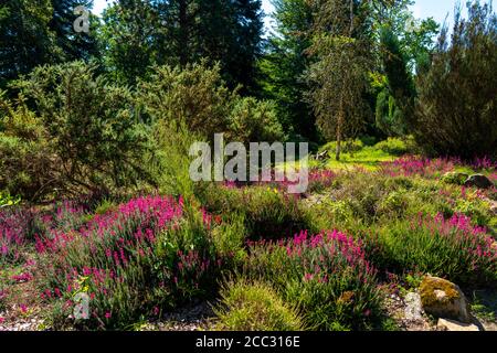 The Grugapark, Heidegarten, blooming grey heath, Erica Cinerea, in Essen, NRW, Germany Stock Photo