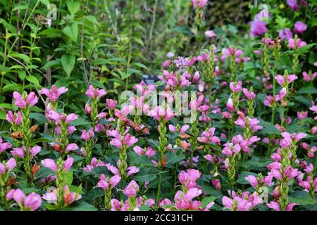 Chelone obliqua 'red turtlehead' or twisted shell flowers in bloom Stock Photo