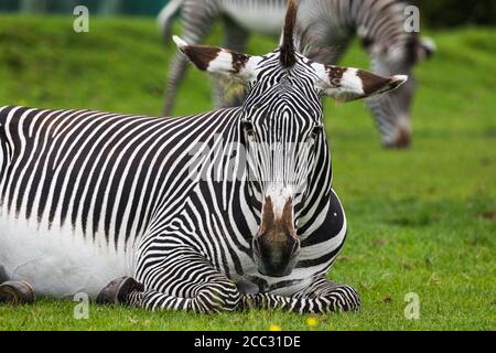 Imperial zebra resting on the grass in front of a mate grazing in the distance. Stock Photo