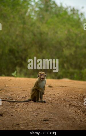 Isolated monkey (macaque) grimacing in the jungle. Udawalawa national park, Sri Lanka. Portrait format Stock Photo