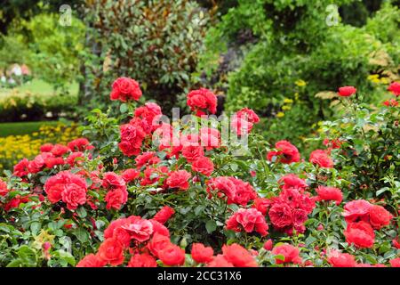 Red rosa 'flower carpet scarlet' in flower Stock Photo